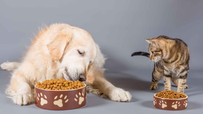 מזון לכלבים וחתולים